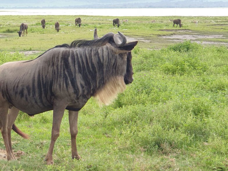 Authentic Serengeti Safari