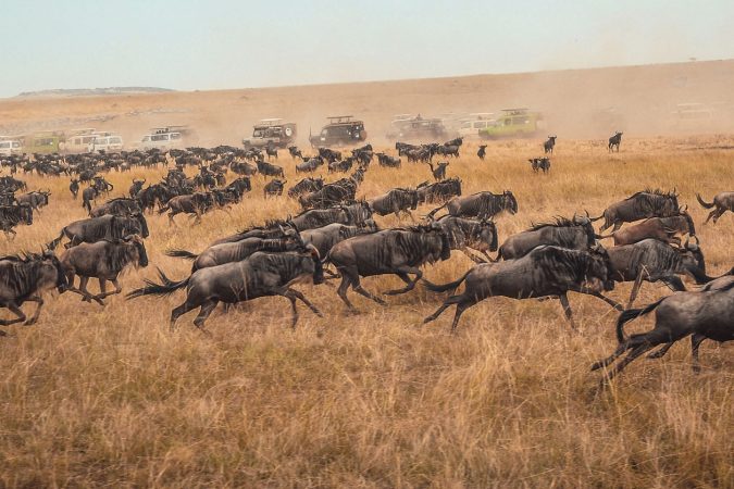 Best of Tanzania Safari Great Migration