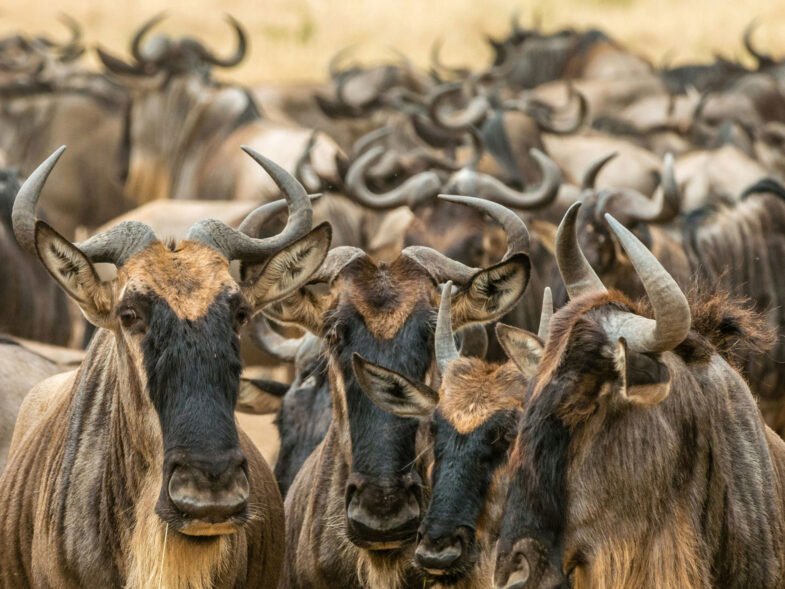 Great Migration Calving Season