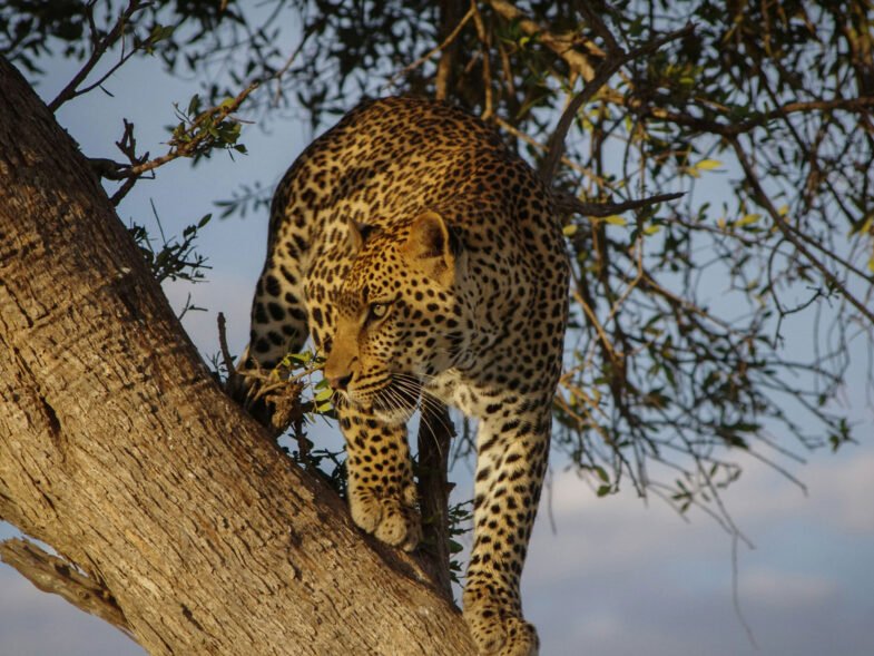 Maasai Mara and Serengeti Safaris