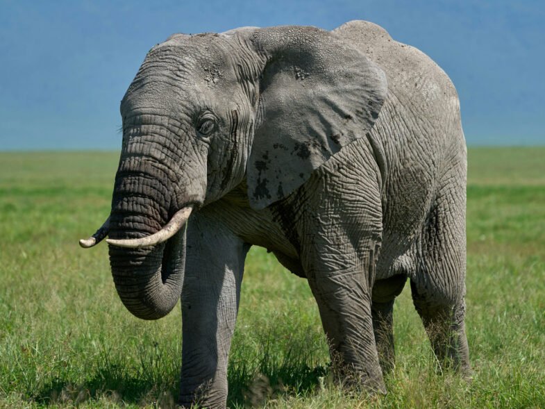 Ngorongoro Crater Tanzania