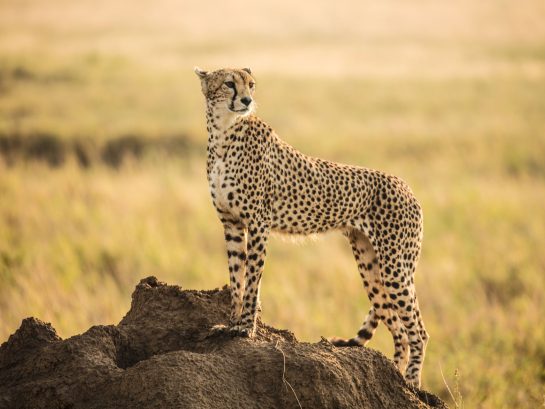 Serengeti Tours