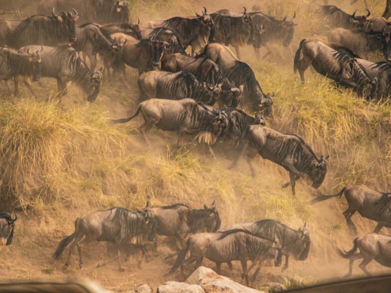 Serengeti Great Migration