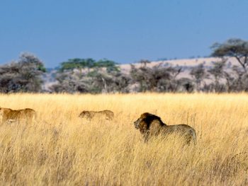 Serengeti Safari Holiday Guide
