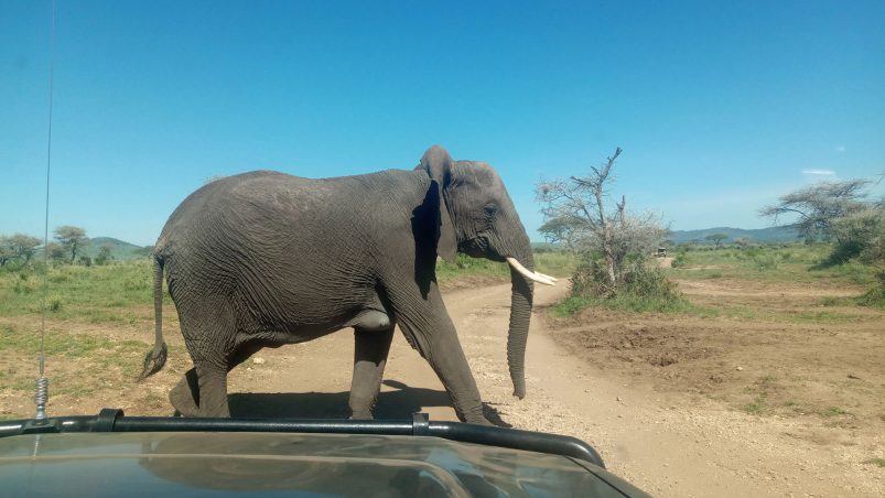 Serengeti Safari Tours and Holidays