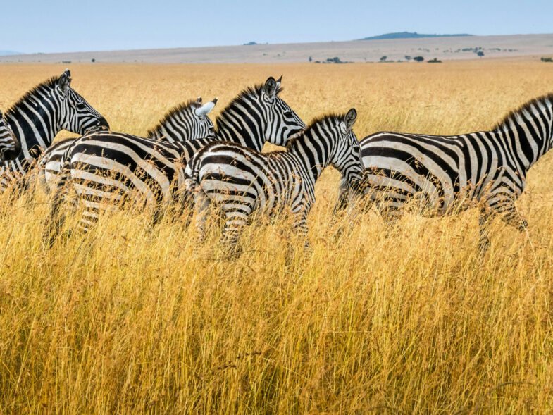 Tanzania Safari and Zanzibar Beach