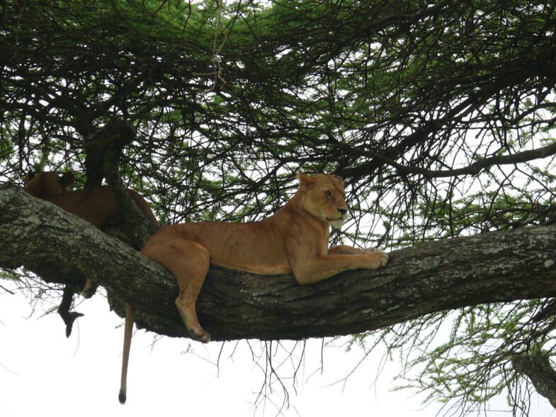 Tanzania Wilderness Safari