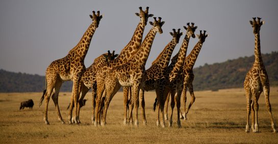 Serengeti Safari Tours and Holidays