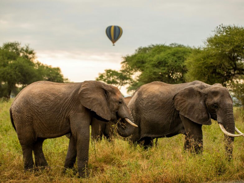 Tanzania Bush to Beach Holiday