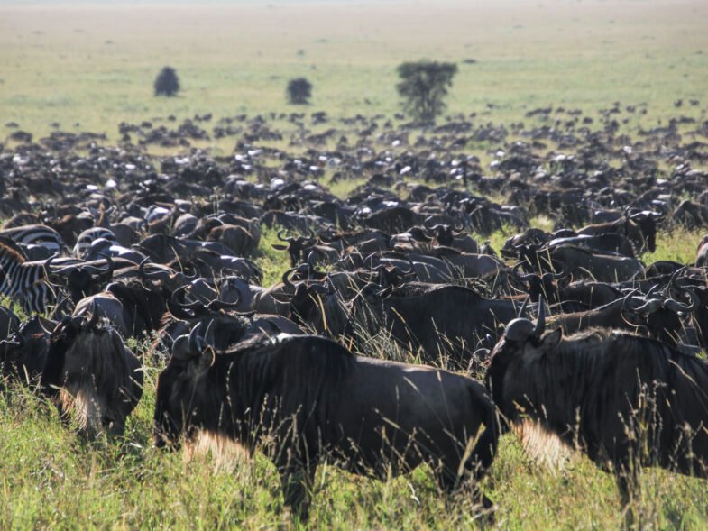 Tanzania Wildebeest Migration