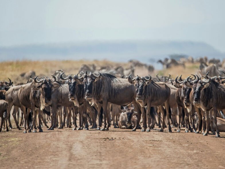 Serengeti Wildebeest Migration