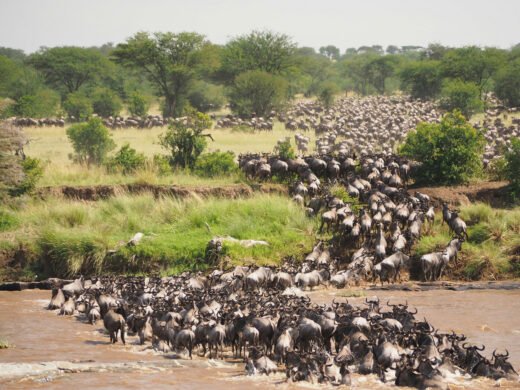 Serengeti Migration